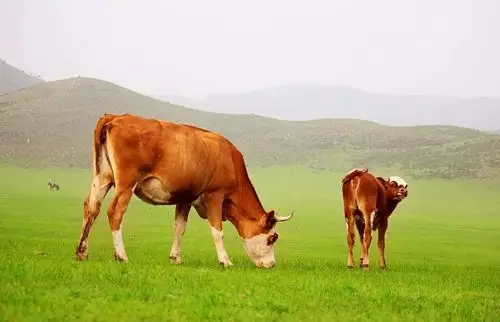 锡林格勒大草原, 宽阔无际, 牛羊成群,奔跑的烈马!展现了牧民的豪爽!