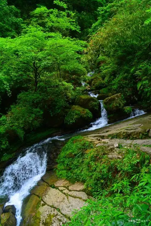 p data-id="gnx4uui2b7">三峡竹海生态风景区又名泗溪生态旅游区,该