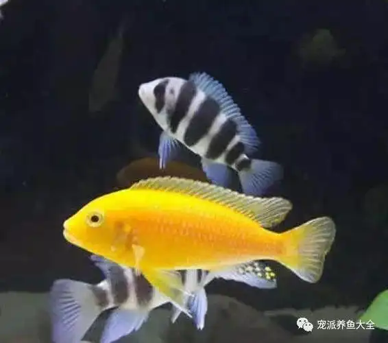 鱼友分享三湖慈鲷饲养八要点可以参考哦