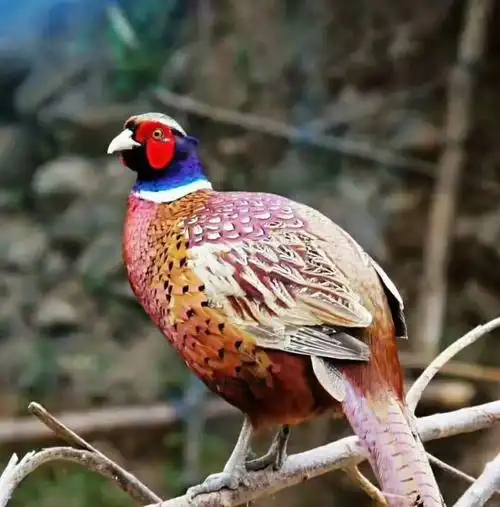 【脱贫故事】木志华:七彩山鸡绘就七彩新生活