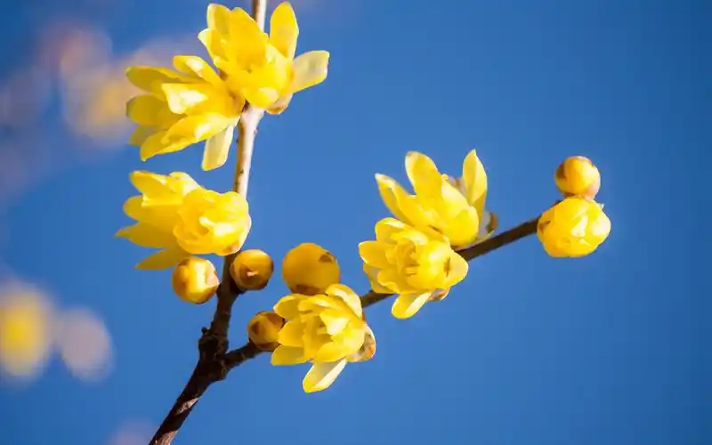 腊梅花,特写,花卉,电脑壁纸,壁纸腊梅花特写