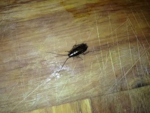 这是什么虫子,是蟑螂么,但是不会飞,晚上才会爬出来,家里厨房爬了很多