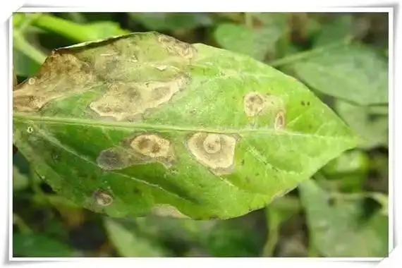 辣椒叶枯病症状