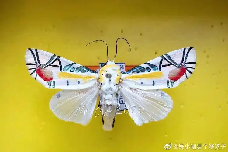 请问这是什么蛾子?