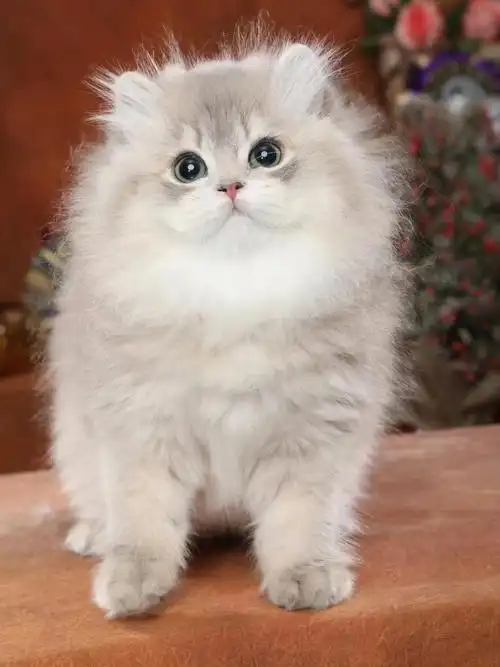 长毛蓝金渐层妹妹蓝金长毛妹妹