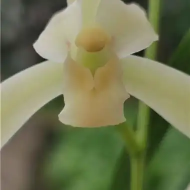 重拍建兰金玉满堂斑艺素龙头子母2苗