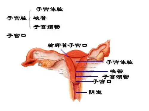 系统解剖学课件-生殖系统ppt