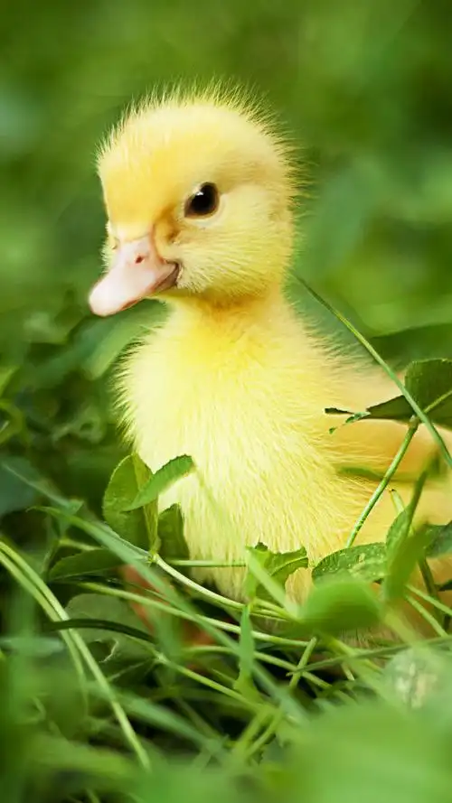 可爱的小鸭,绿叶 iphone 壁纸