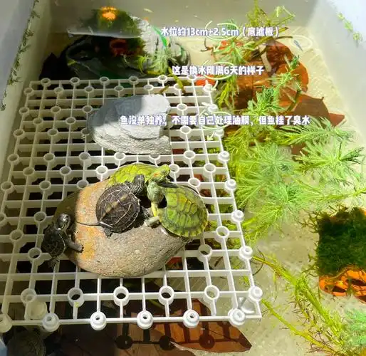 新手养龟指南:龟缸布置与养龟心得