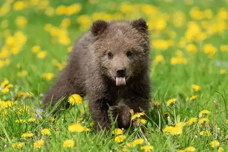 熊崽玩棕熊幼崽在夏季球场上玩耍照片