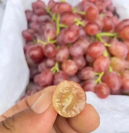 克伦生冰糖葡萄97嗑起来吧!这个季节最靓的99