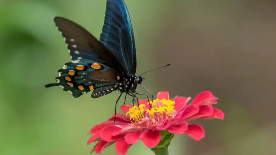 黑翼蝴蝶和红色花 壁纸 - 1600x900