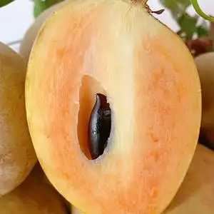 圆果特甜人心果树上熟新鲜人心果大果人参果养生果孕妇水果包邮