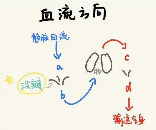 血流方向.jpg