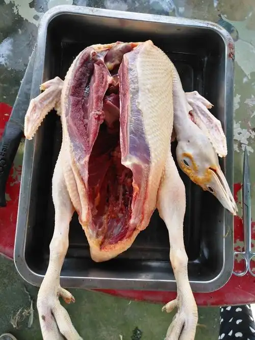 【热销】正宗农家放养1年毛重6斤黑羽正番鸭厦门本地 包邮