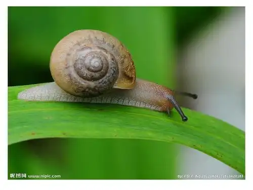 小班语言《变色蜗牛》ppt