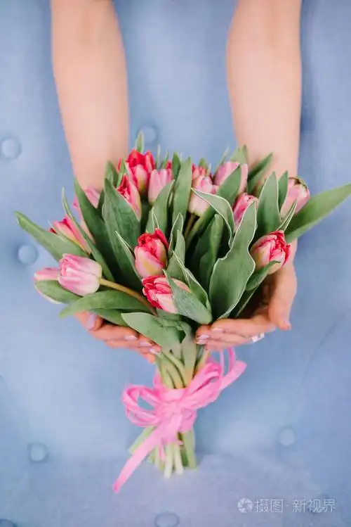 一束红色的郁金香, 女孩抱着她的手在一个 gentl