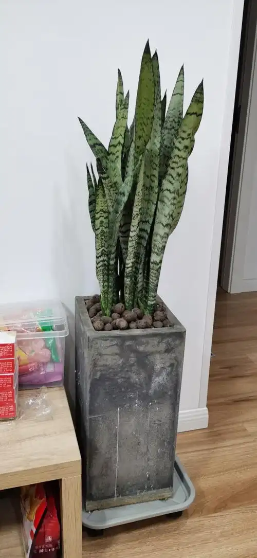 虎皮兰盆栽绿植青皮高叶室内净化空气植物高大银脉虎尾兰花去甲醛 10