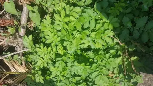 这种草说是结石草,请问那位高手告诉我学名叫什么?