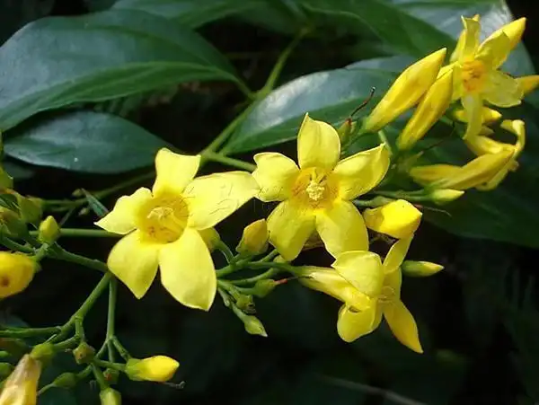 钩吻(断肠草)----全草都有毒却可以治疗风湿