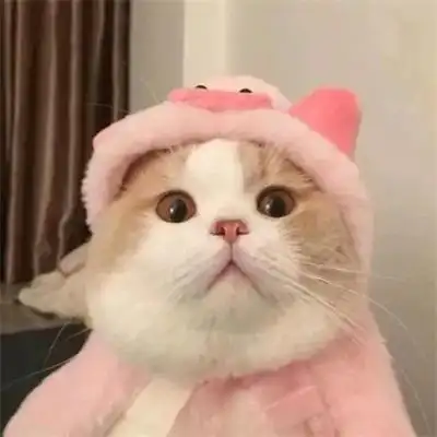 2022呆萌猫咪头像可爱治愈高清呆萌可爱猫咪头像图片大全