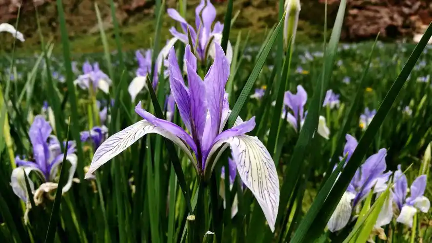 草原上盛开的马兰花
