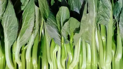 图为新西兰菜芯