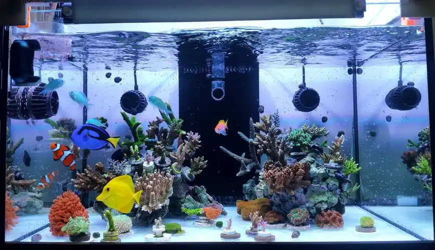 70×50×40硬骨珊瑚缸