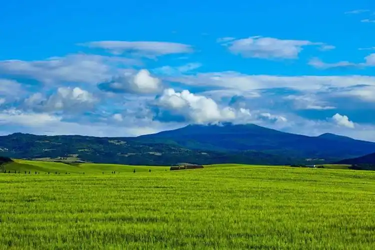 平原春天小麦一片绿色清新电脑桌面壁纸