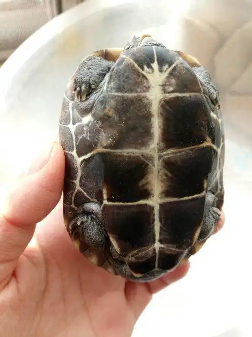 看这个乌龟腹部这样是不是生病了,求大神赐教!