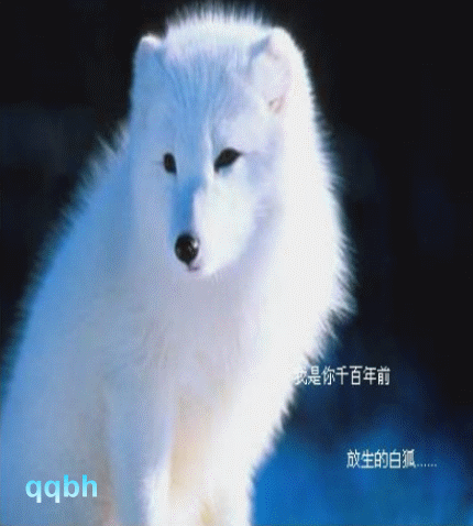 白狐- 花溪水畔 - 花溪水畔