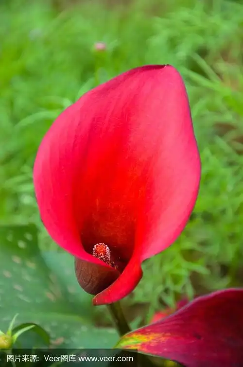 红色马蹄莲或马蹄莲在花园里.