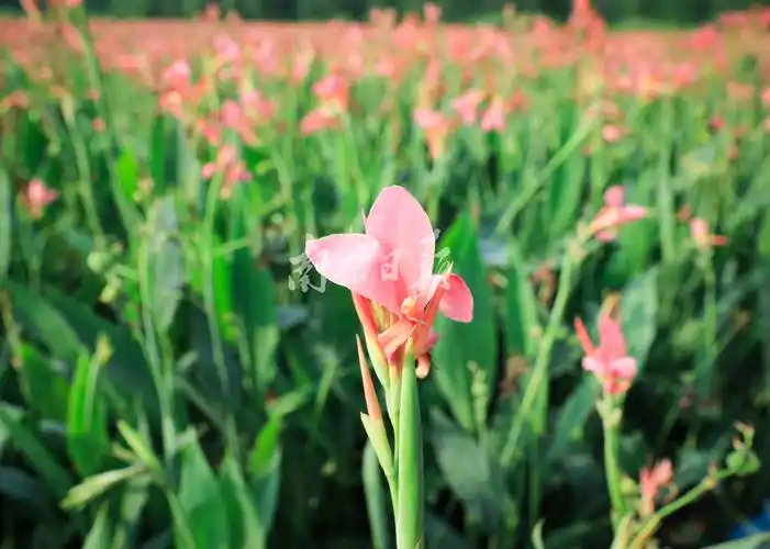 水生美人蕉艳丽盛放