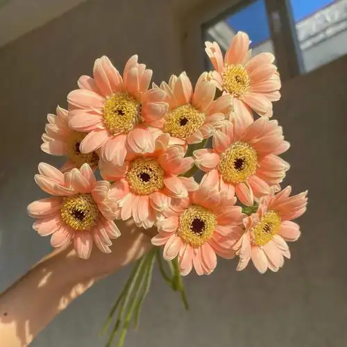 迷你非洲菊胖丁