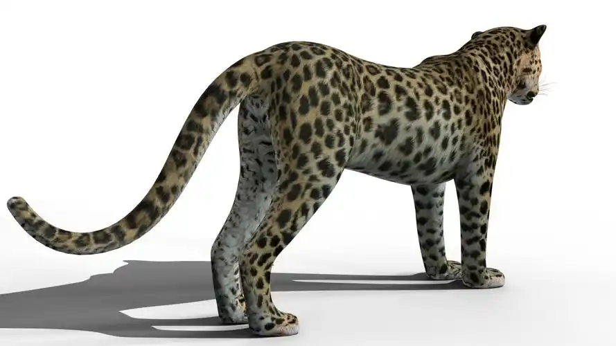 阿穆尔豹3d模型