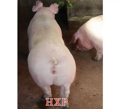 大约克夏猪|长白猪|杜洛克猪|长·大或大·长二元母猪|皮·杜公猪