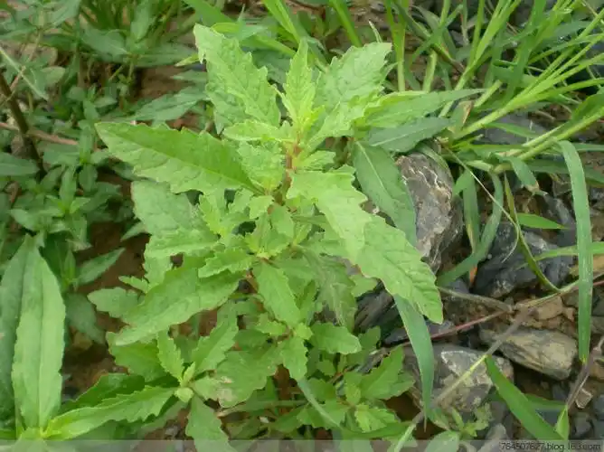 土荆芥 - 深涧幽草 - 764507627 的博客