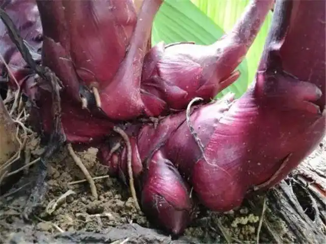 它是芭蕉芋长得像美人蕉拿来做美食口味一绝如你见到请珍惜