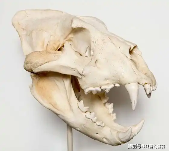 原创400斤老虎随手一拍便击碎车窗成年东北虎的实力有多强