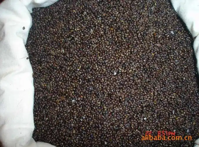 高级保健食用油原料毛叶山桐子