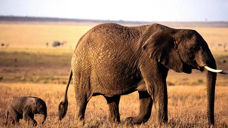 安卓(android)野生动物 大象高清手机壁纸免费下载,安心市场-用安卓