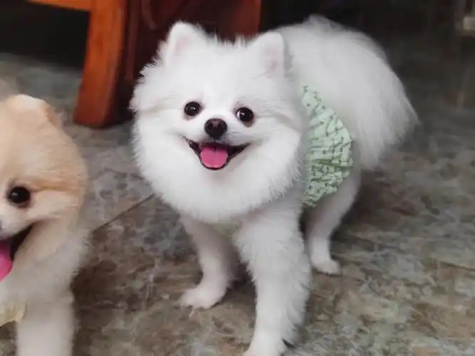 想到我买衣服时问卖家这件衣服公狗狗穿肚子的地方会不会尿脏店家的