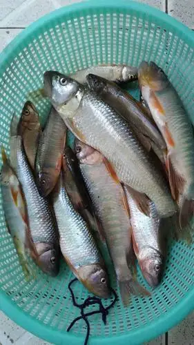 正中野生小河鱼