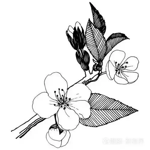 摄图新视界 插画 动物,植物 苹果花以矢量风格隔开.植物全名: 苹果花.