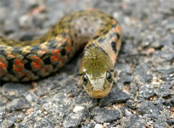 红颈草花蛇超清图片推荐