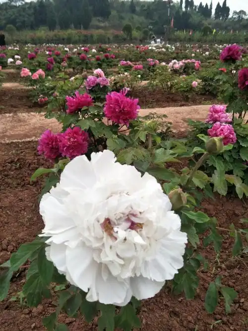 花中之王内江绽放一一田家菏泽牡丹进入盛开期