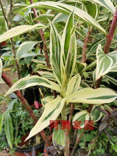 花叶闭鞘姜锦叶火炬姜观叶观花姜科闭鞘姜属热带雨林植物盆栽花卉