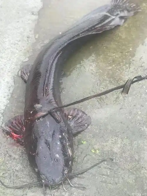 因此,埃及胡子鲶也成了水产养殖的优选鱼类,所以被我国渔业研究人员给