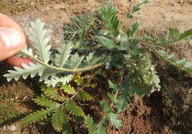 长在地底的"鸡腿",止血还能降糖,糖友可生吃!
