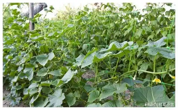 这四大类蔬菜千万别种的太早烂种子还长不好看完就明白了